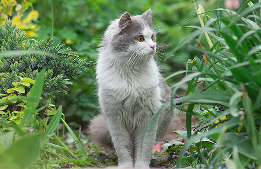 Comment entretenir le pelage de son chat ? Comment entretenir le pelage de son chat ?